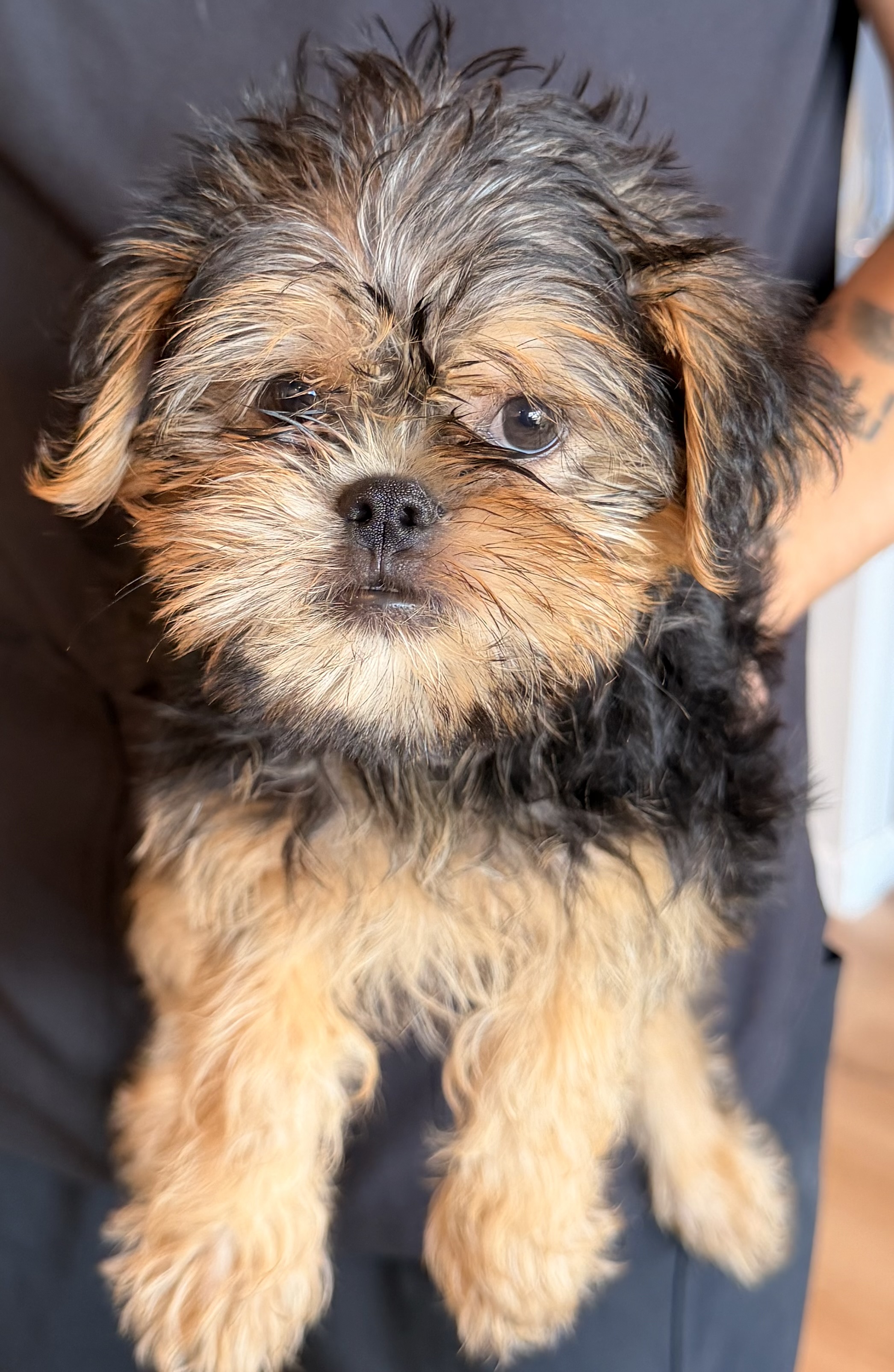 Brussels Griffon puppy