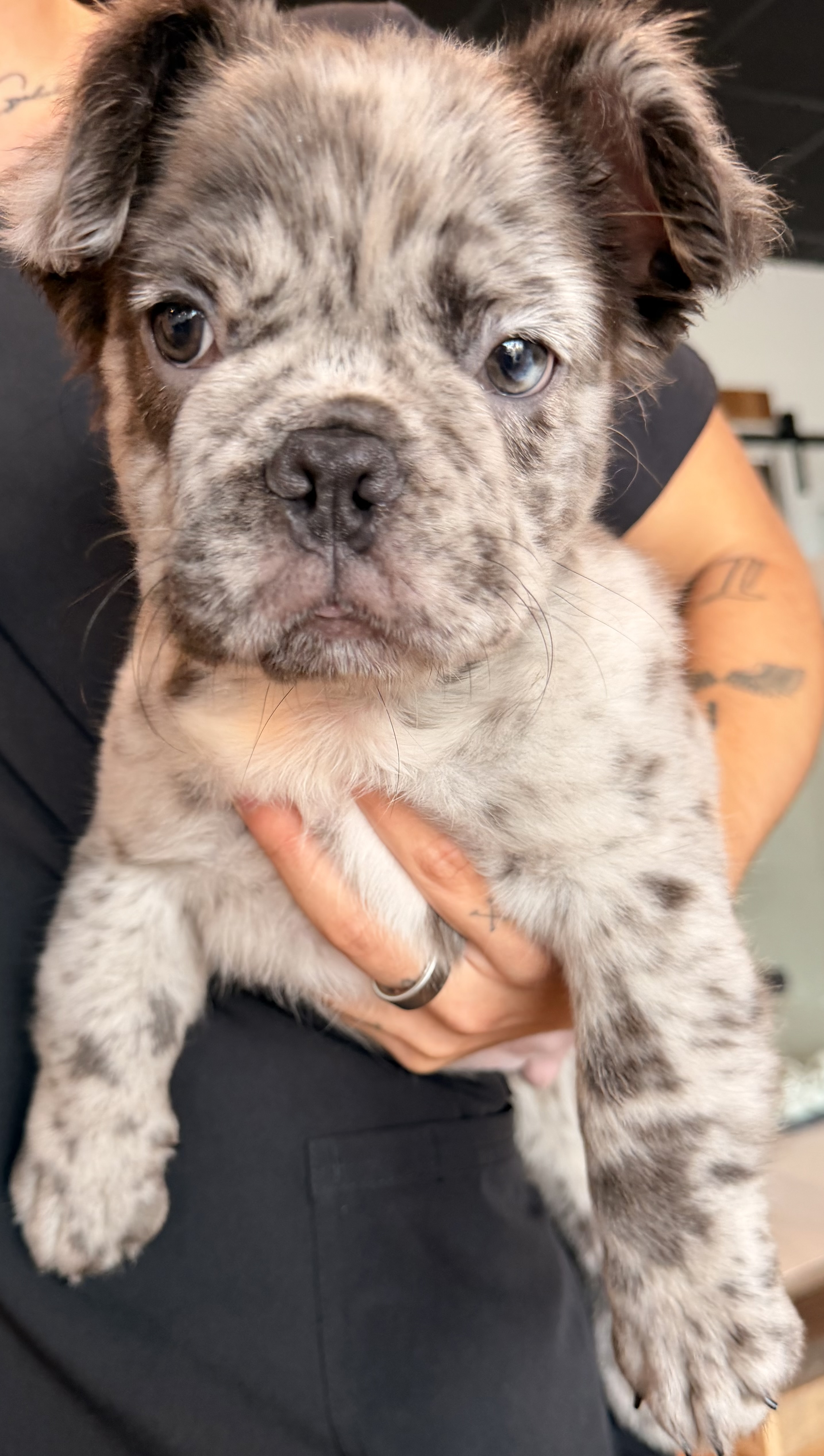 Fluffy French Bulldog puppy