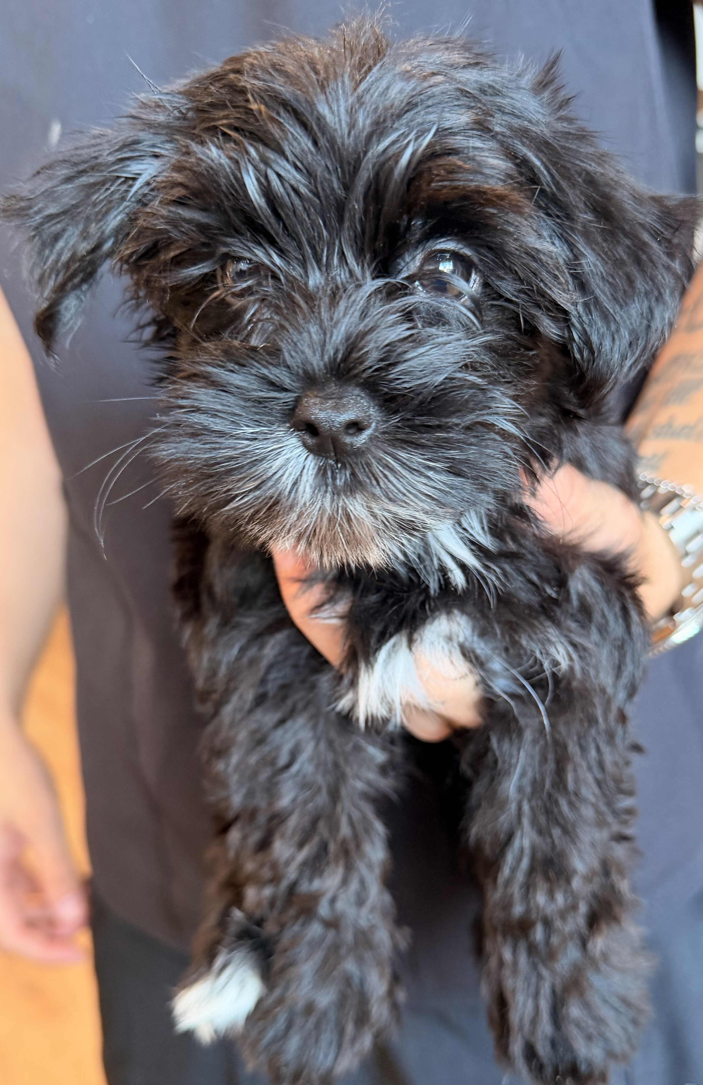 Morkie puppy