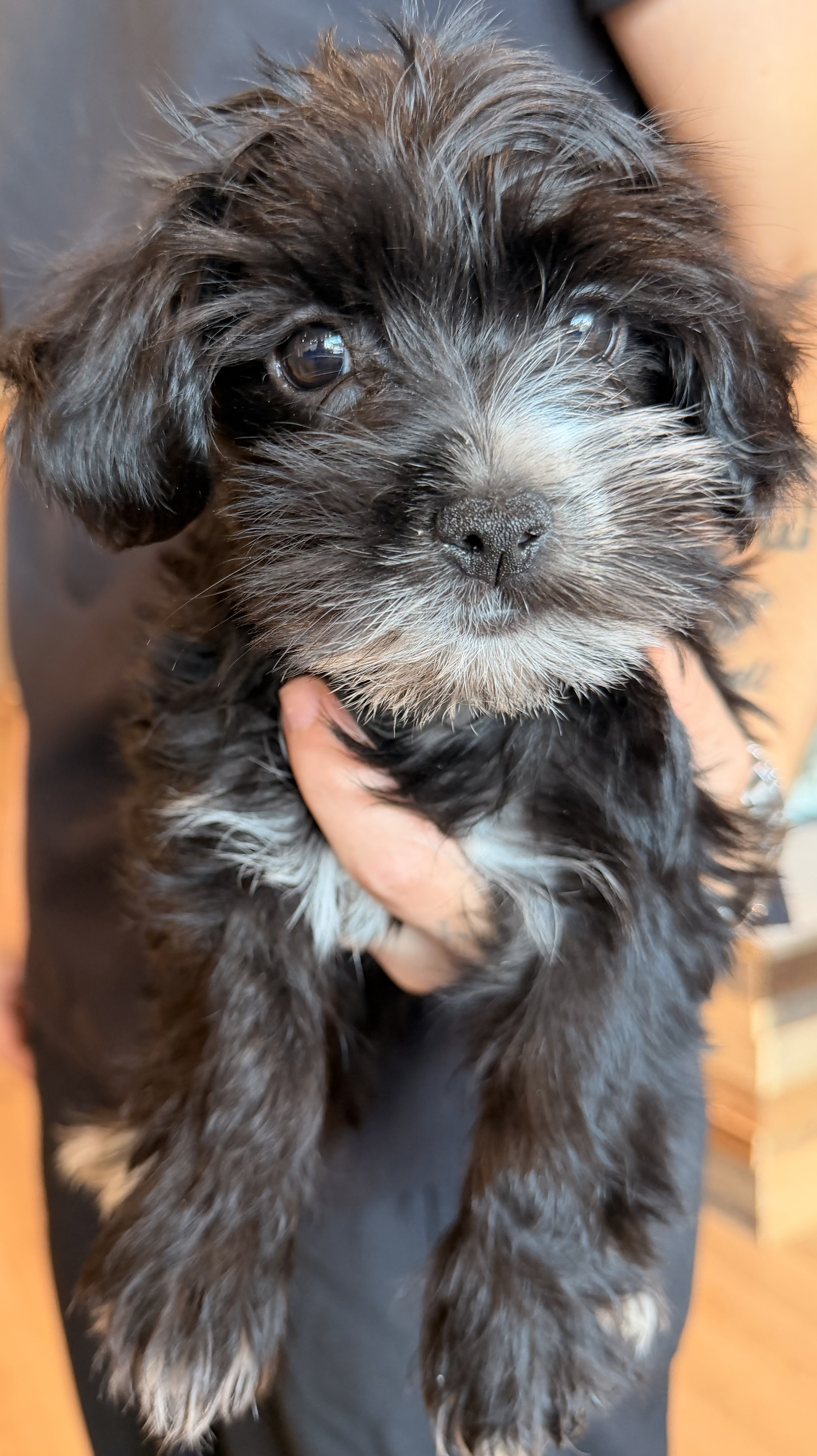 Morkie puppy