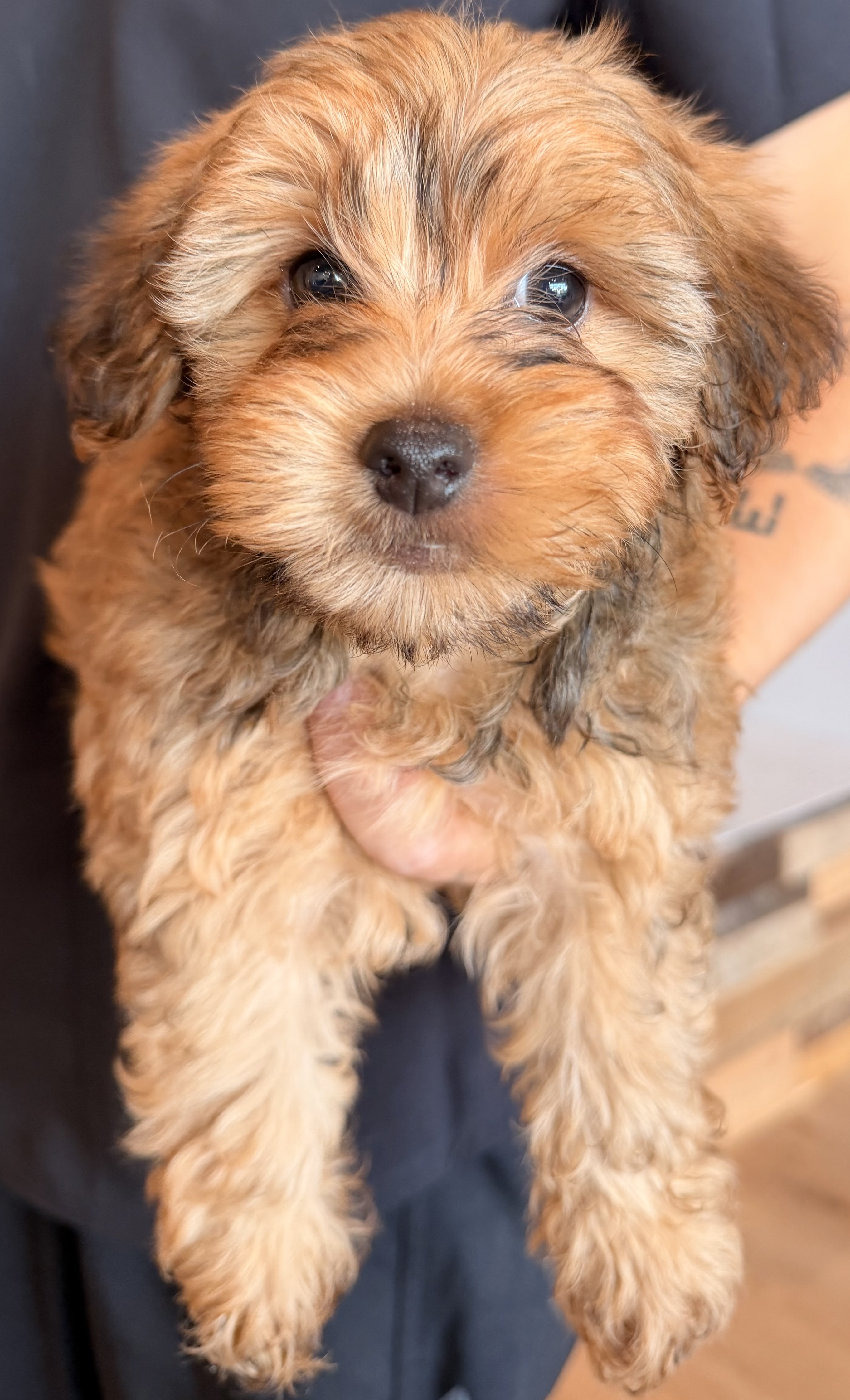 Yorkie Poo puppy