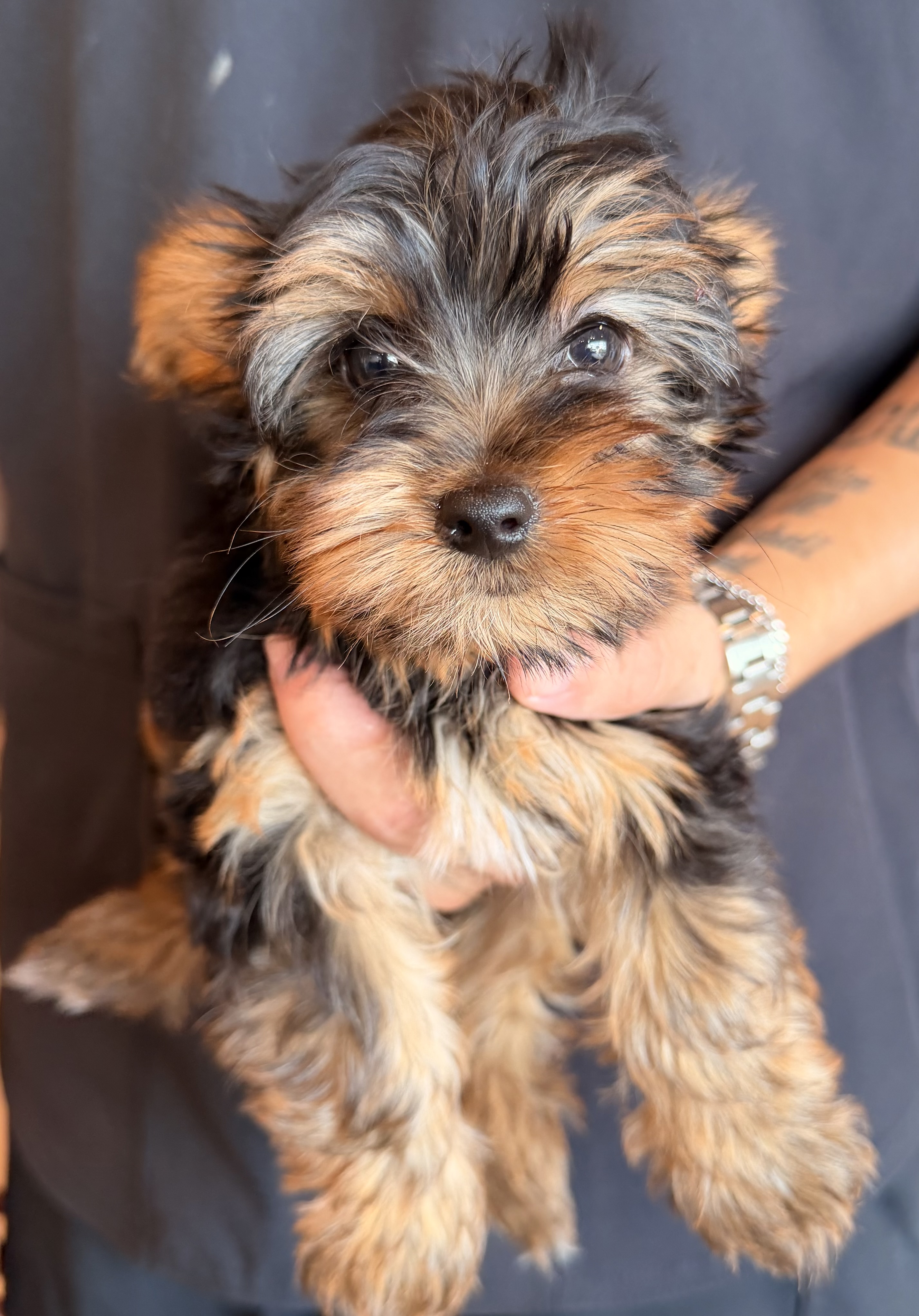 Yorkie puppy
